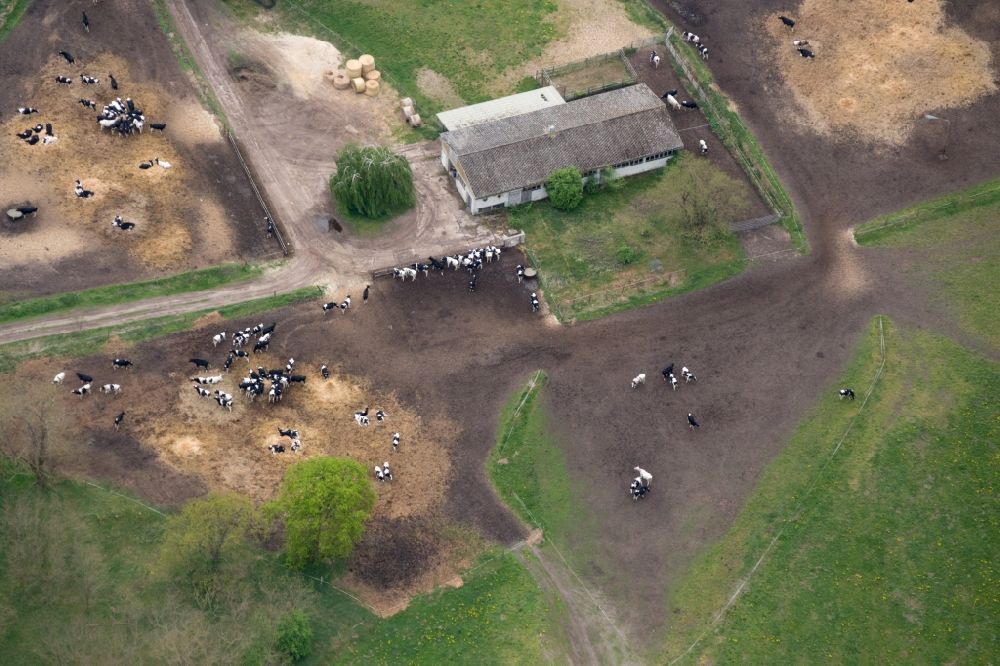 Aerial image Gollenberg - Cattle in Gollenberg in the state of Brandenburg. Gollenberg is a borough and municipiality in the county district of Havelland and belongs to the Amt Rhinow. The cattle stands on graze land of the agricultural business