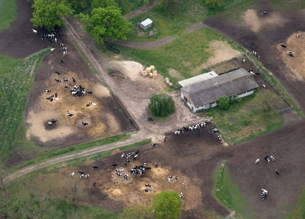 Aerial photograph Gollenberg - Cattle in Gollenberg in the state of Brandenburg. Gollenberg is a borough and municipiality in the county district of Havelland and belongs to the Amt Rhinow. The cattle stands on graze land of the agricultural business