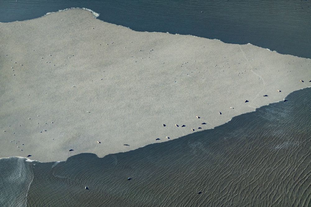 Aerial photograph Butjadingen - Seals and harbor seals on a sandbank in the Wadden Sea of a??a??Bujadingen in the state Lower Saxony, Germany