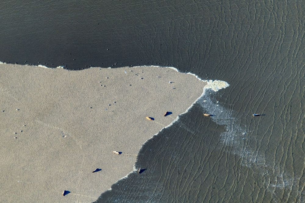 Butjadingen from above - Seals and harbor seals on a sandbank in the Wadden Sea of a??a??Bujadingen in the state Lower Saxony, Germany
