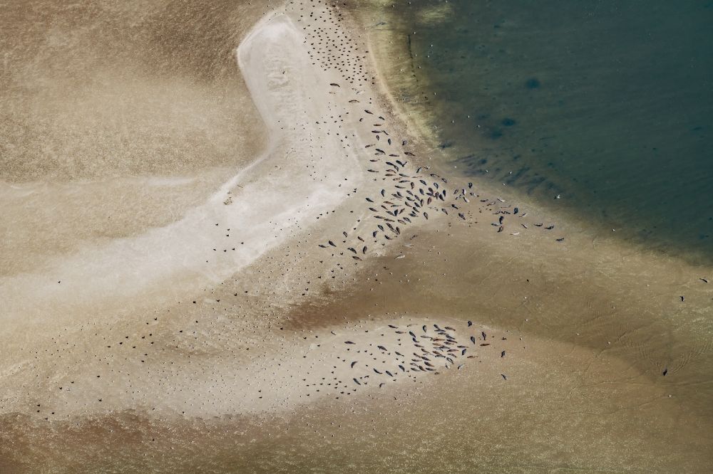 Aerial photograph Nigehörn - Seals in the Wadden Sea on sandbanks in front of the North Sea coast of Cuxhaven, on the outer reef in the sunset in the state Hamburg, Germany