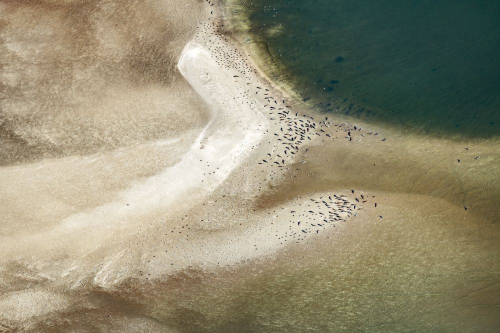 Nigehörn from above - Seals in the Wadden Sea on sandbanks in front of the North Sea coast of Cuxhaven, on the outer reef in the sunset in the state Hamburg, Germany