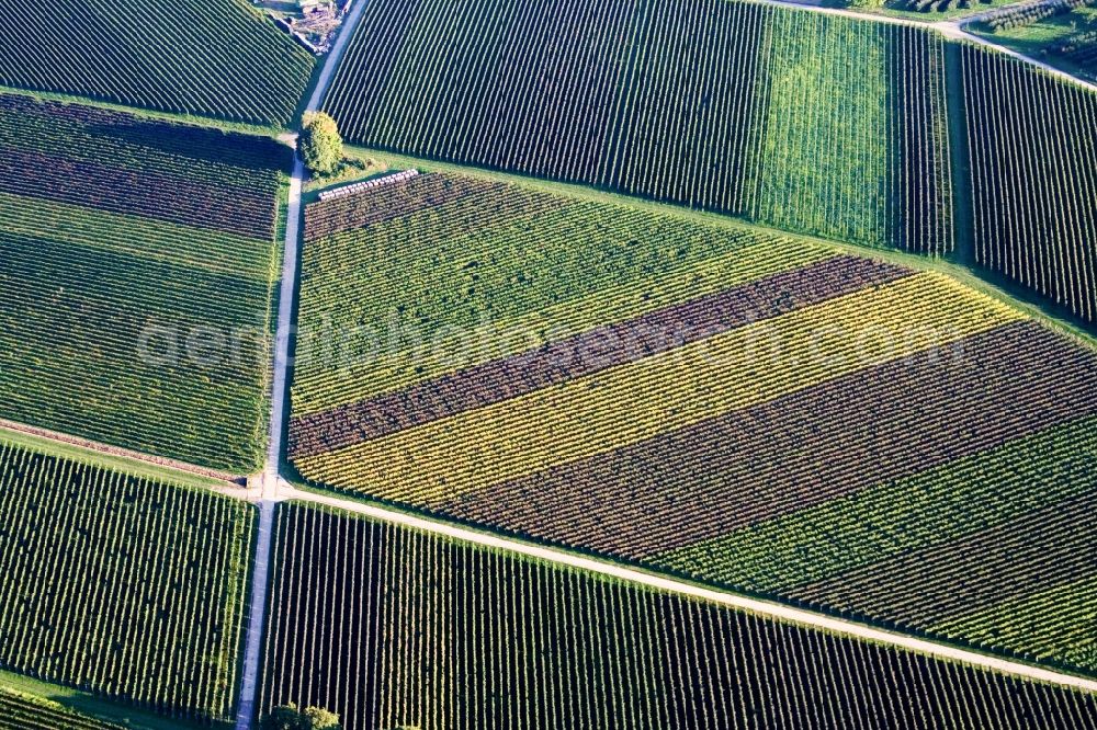Aerial image Göcklingen - Geometrical structures on wine yards with multi coloured rows of grapes in Goecklingen in the state Rhineland-Palatinate