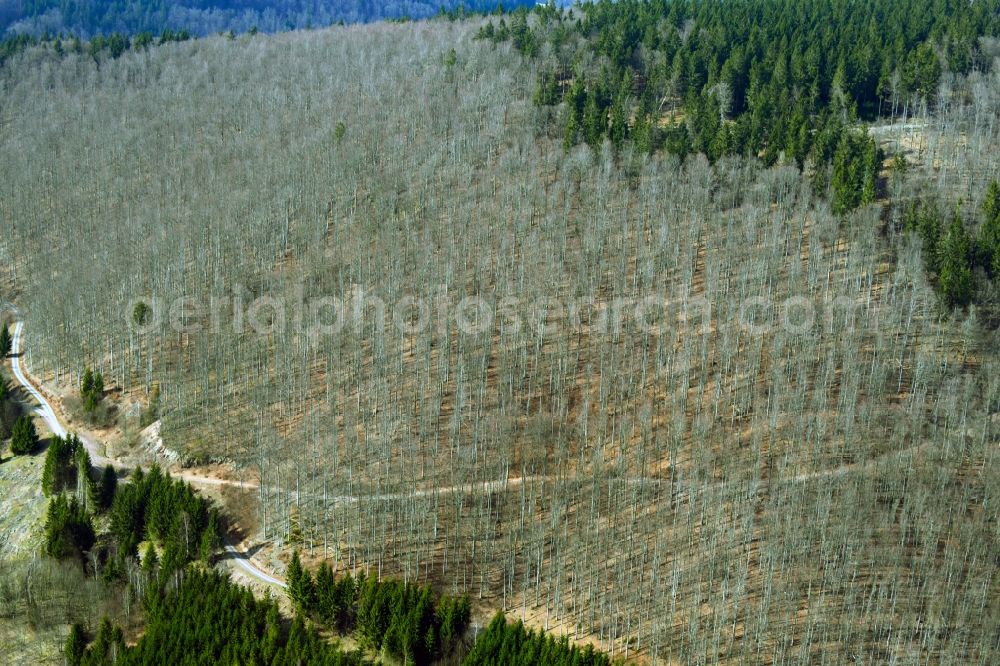 Aerial photograph Schleusegrund - Deciduous and mixed forest tree tips from seasonally defoliated red beech trees in a forest area in Schleusegrund in the state of Thuringia, Germany