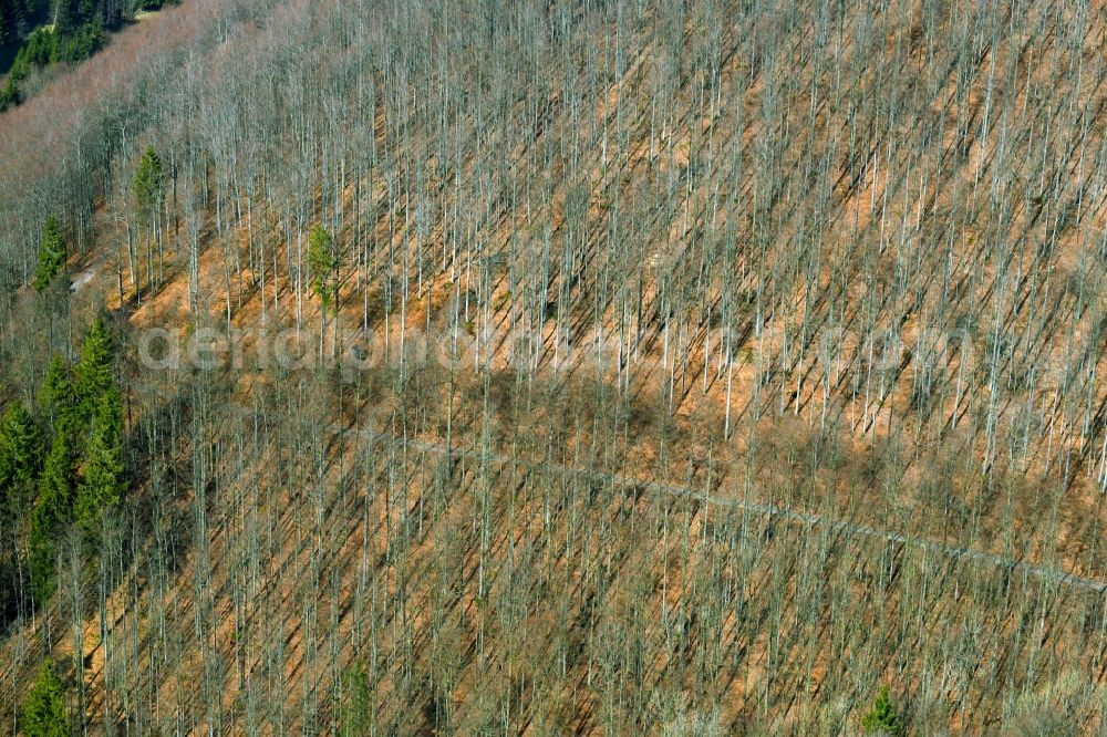 Schleusegrund from the bird's eye view: Deciduous and mixed forest tree tips from seasonally defoliated red beech trees in a forest area in Schleusegrund in the state of Thuringia, Germany