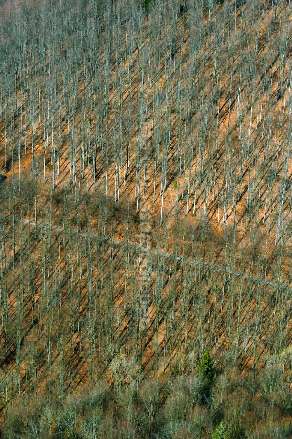 Aerial image Schleusegrund - Deciduous and mixed forest tree tips from seasonally defoliated red beech trees in a forest area in Schleusegrund in the state of Thuringia, Germany