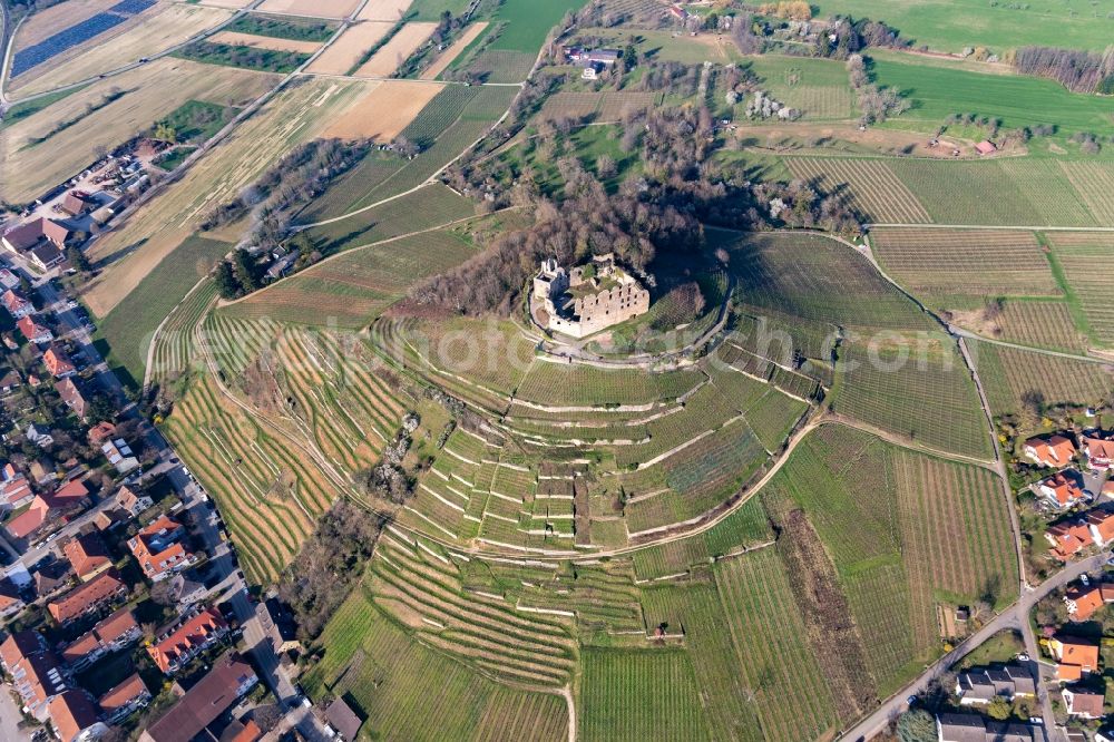 Staufen im Breisgau from above - Ruins and vestiges of the former castle and fortress Burgruine Staufen in Staufen im Breisgau in the state Baden-Wurttemberg, Germany