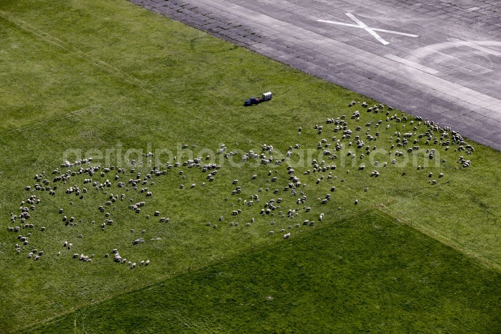 Werneuchen from above - Flock of sheep on a meadow at the runway of the airfield in Werneuchen in the state of Brandenburg