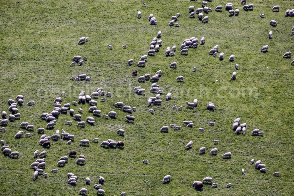Aerial image Werneuchen - Flock of sheep on a meadow at the runway of the airfield in Werneuchen in the state of Brandenburg