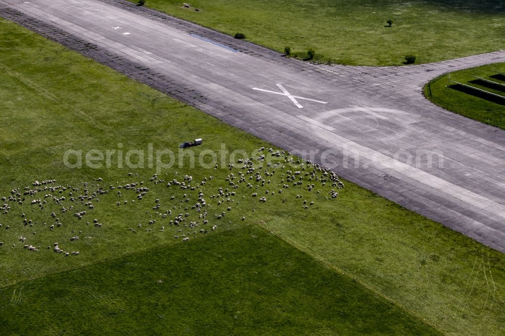 Aerial photograph Werneuchen - Flock of sheep on a meadow at the runway of the airfield in Werneuchen in the state of Brandenburg