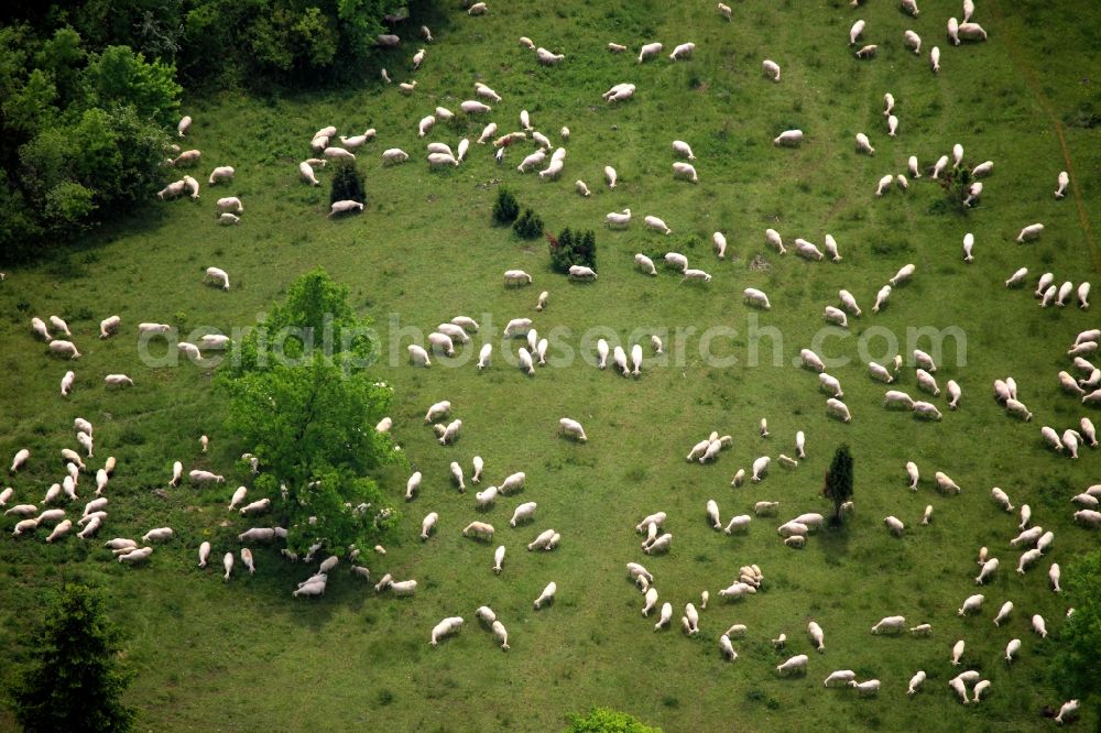 Krüssau from the bird's eye view: Sheep near Brandenstein in the Kruessau area of the state of Saxony-Anhalt. The farm animals graze south of Brandenstein. The flock of sheep is on a meadow, surrounded by trees