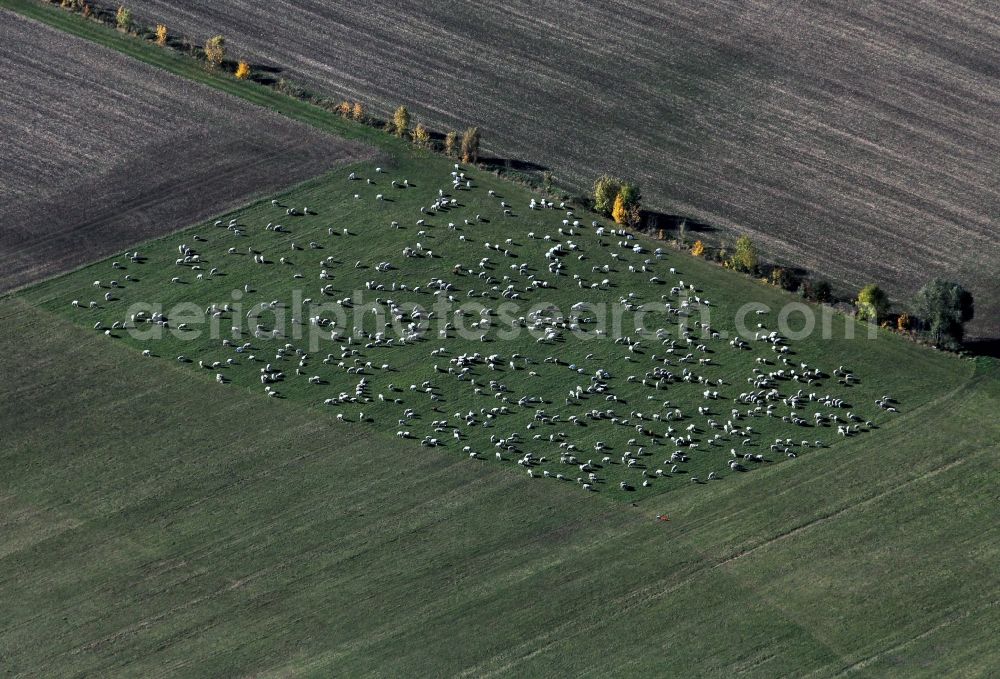 Tonndorf from the bird's eye view: Sheep flock at a meadow near tonndorf in Thuringia