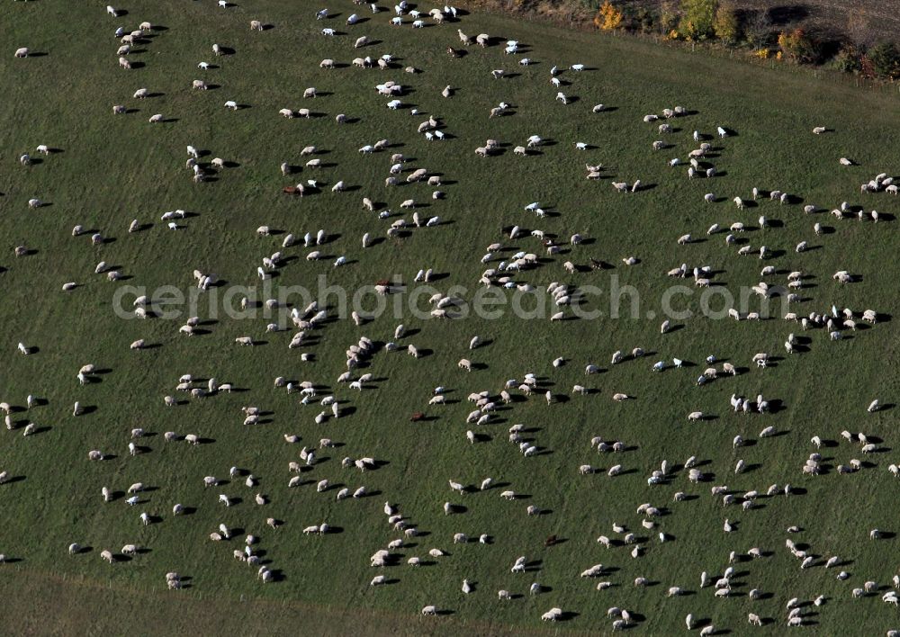 Aerial photograph Tonndorf - Sheep flock at a meadow near tonndorf in Thuringia