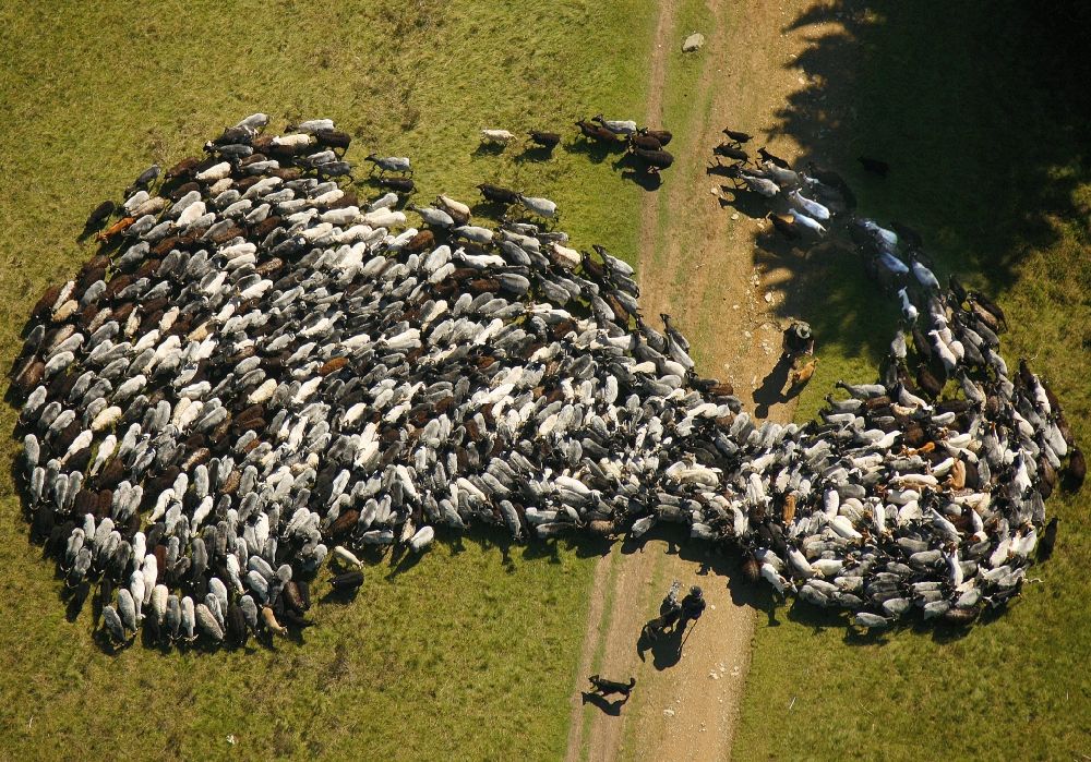 Hildfeld from above - Flock of sheep with shepherds in Hildfeld in North Rhine-Westphalia