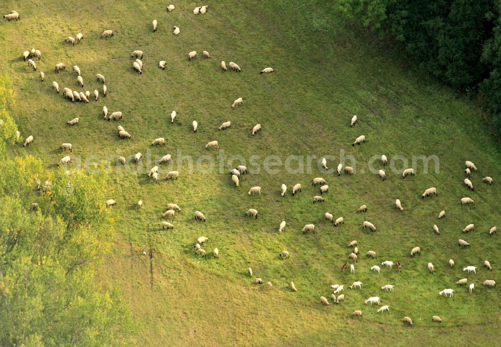 Aerial image Friemar - Sheep on a meadow near Friemar in Thuringia