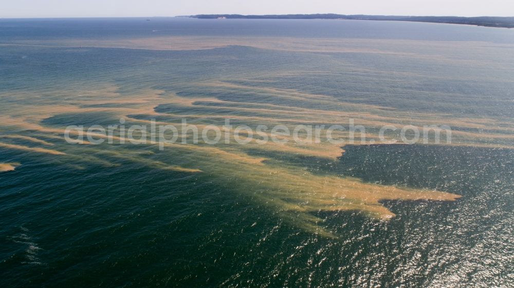 Sassnitz from above - Floating carpet with layers of algae and seaweed on the water surface of Baltic Sea in Sassnitz in the state Mecklenburg - Western Pomerania, Germany