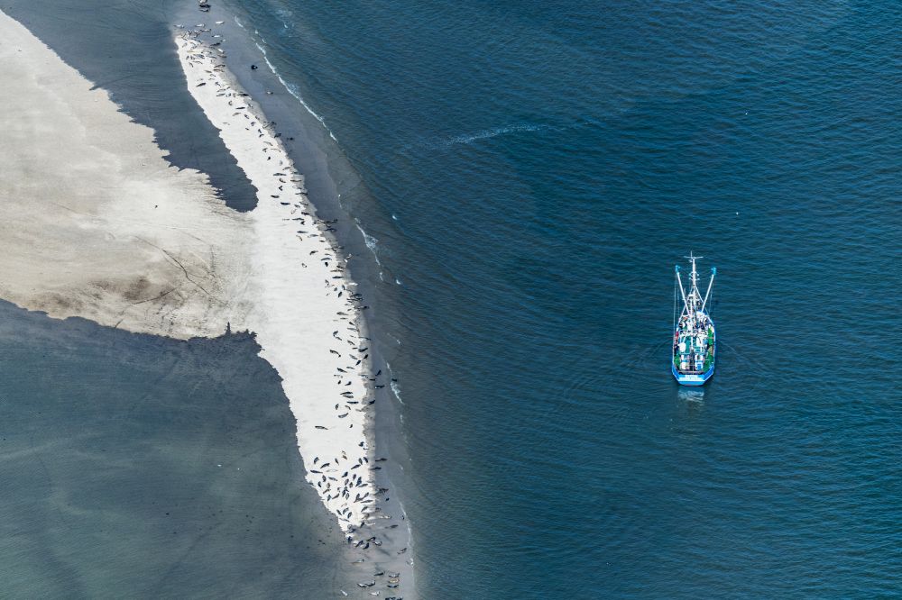Aerial photograph Langeoog - Seal and seal bank in the Wadden Sea landscape on the eastern beach on the island of Langeoog with a shrimp boat in the state of Lower Saxony, Germany
