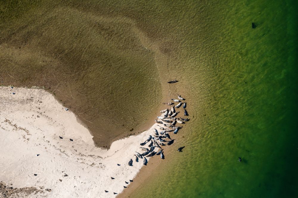 Aerial image List - Sandy beach landscape of the Uthoern with a herd of seals along the coast of the North Sea in List on the island of Sylt in the state Schleswig-Holstein, Germany
