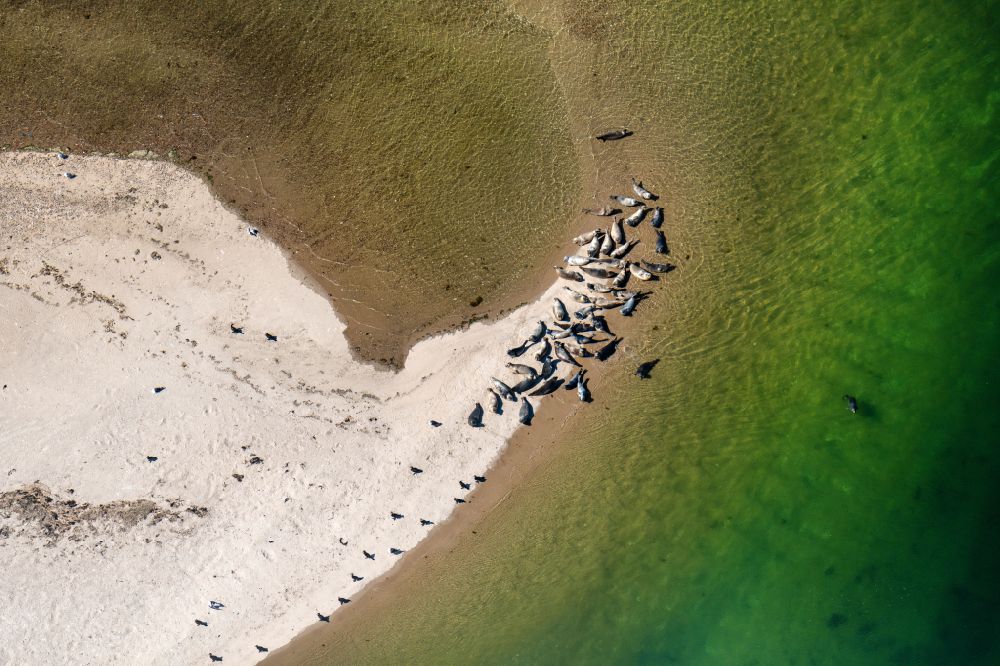 Aerial photograph List - Sandy beach landscape of the Uthoern with a herd of seals along the coast of the North Sea in List on the island of Sylt in the state Schleswig-Holstein, Germany