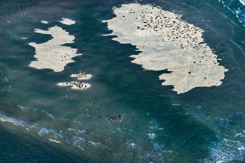 Amrum from the bird's eye view: Seals on one area in the sea water surface North Sea in front of Amrum in the state Schleswig-Holstein