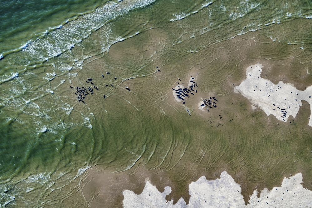 Aerial photograph Amrum - Seals on one area in the sea water surface North Sea in front of Amrum in the state Schleswig-Holstein