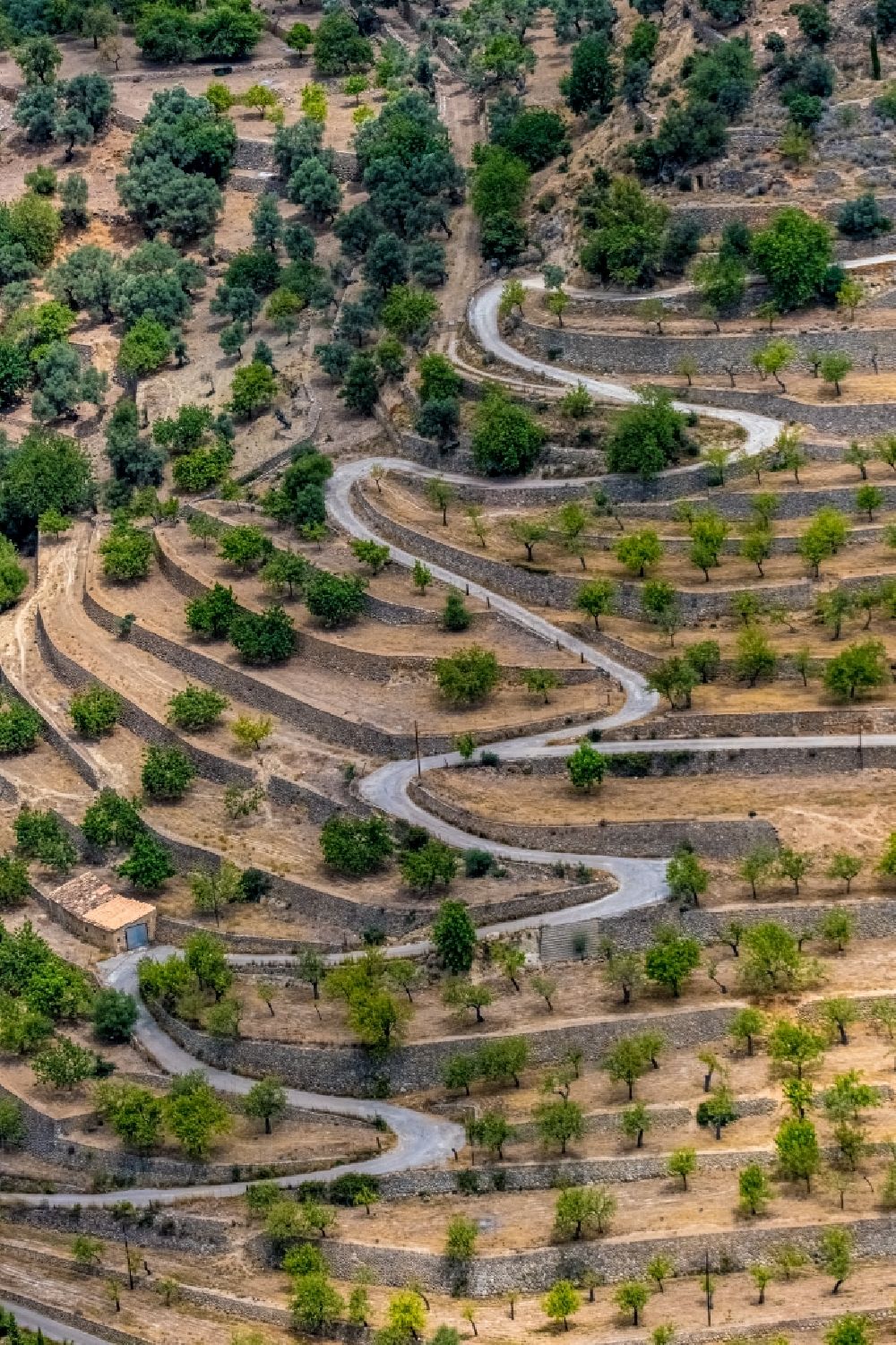 Bunyola from above - Serpentine-shaped curve of a road guide on the terraced landscape along the Ma-202 in Bunyola in Balearic island of Mallorca, Spain