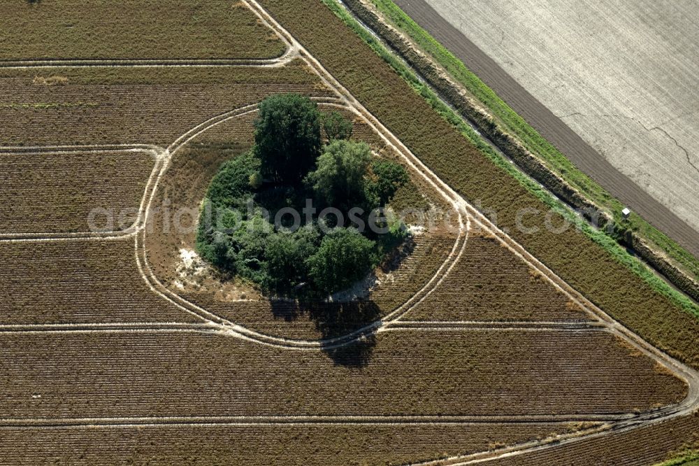 Loissin from the bird's eye view: Field edge of a target biotope in the field surface in Loissin in the state Mecklenburg - Western Pomerania, Germany
