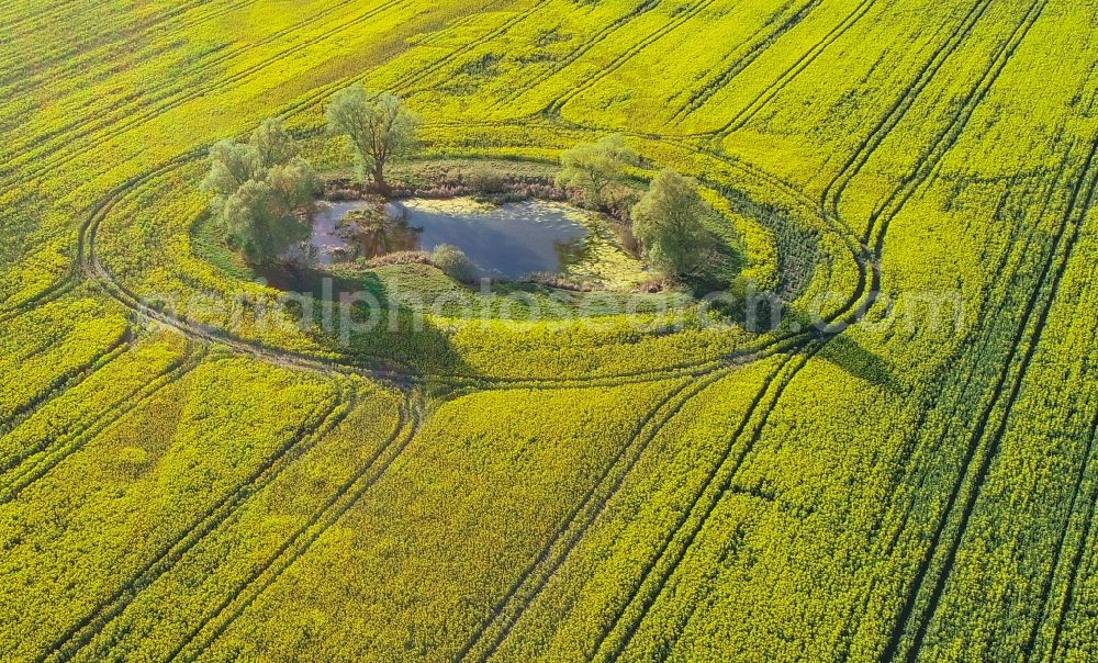 Sachsendorf from the bird's eye view: Field edge of a target biotope in the field surface of a yellow rapeseed field in Sachsendorf in the state Brandenburg, Germany
