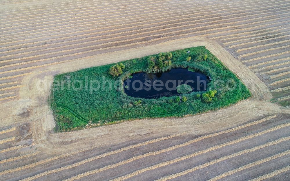 Petersdorf from the bird's eye view: Field edge of a target biotope in the field surface in Petersdorf in the state Brandenburg, Germany