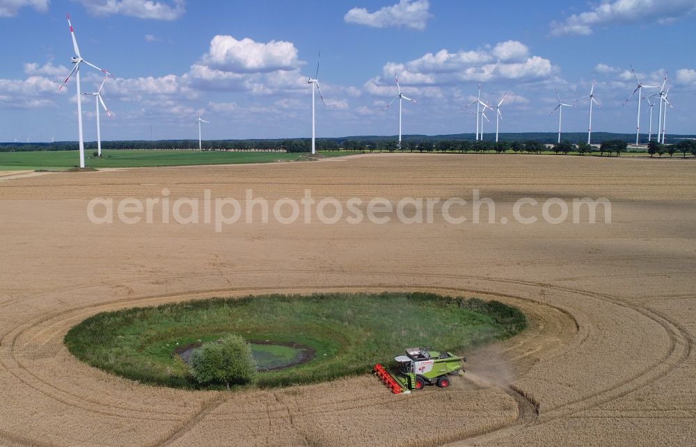 Petersdorf from the bird's eye view: Field edge of a target biotope in the field surface with encircling harvesting combine in Petersdorf in the state Brandenburg, Germany