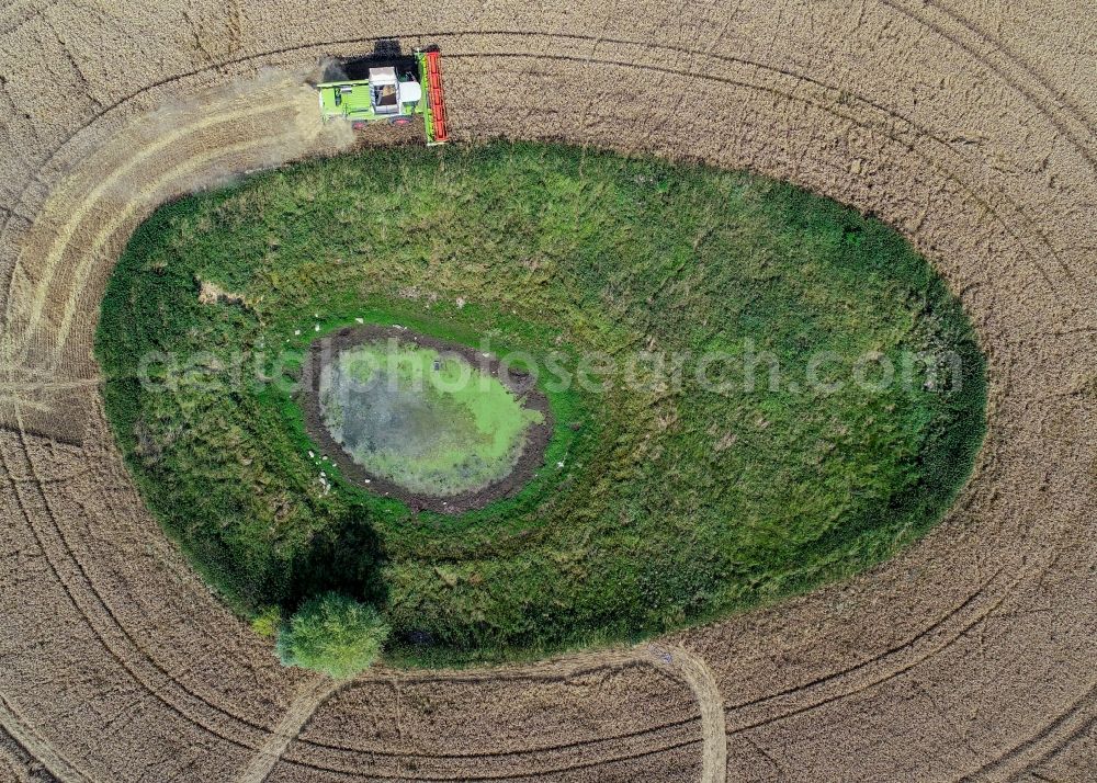 Aerial image Petersdorf - Field edge of a target biotope in the field surface with encircling harvesting combine in Petersdorf in the state Brandenburg, Germany