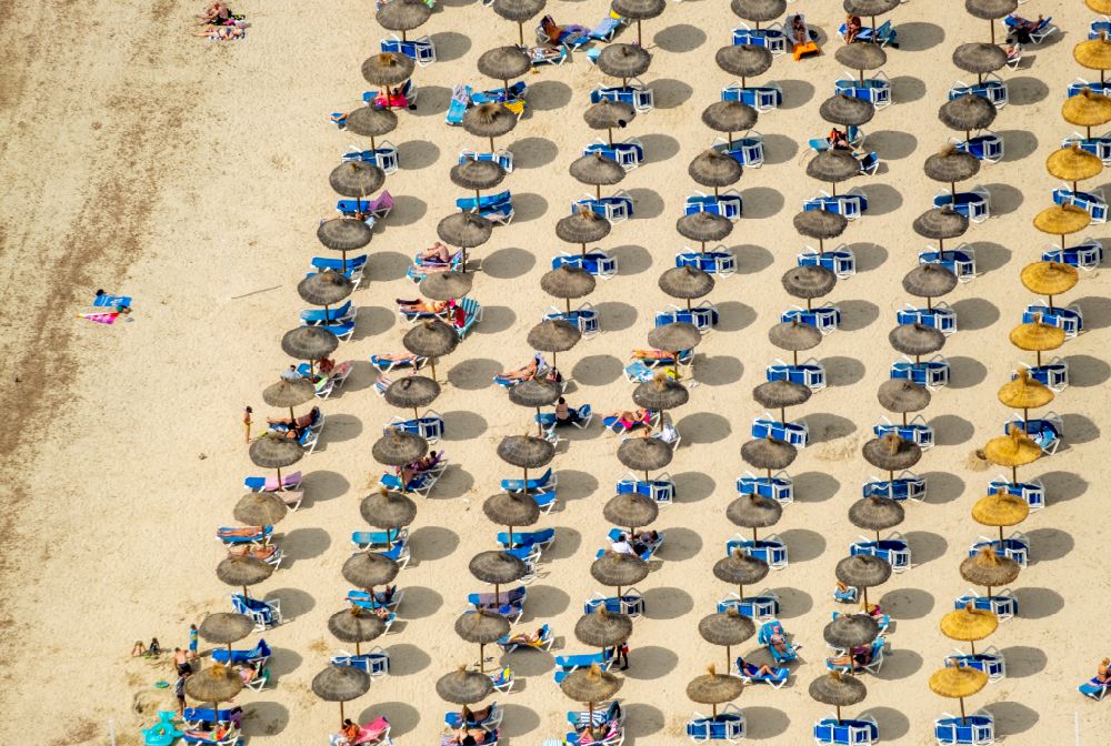 Aerial image Calvia - Row of parasol on the sandy beach ranks in the coastal area Platja Gran de Tora in Calvia in Balearische Insel Mallorca, Spain