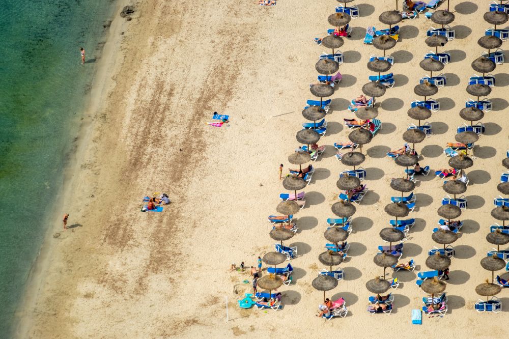 Aerial photograph Calvia - Row of parasol on the sandy beach ranks in the coastal area Platja Gran de Tora in Calvia in Balearische Insel Mallorca, Spain