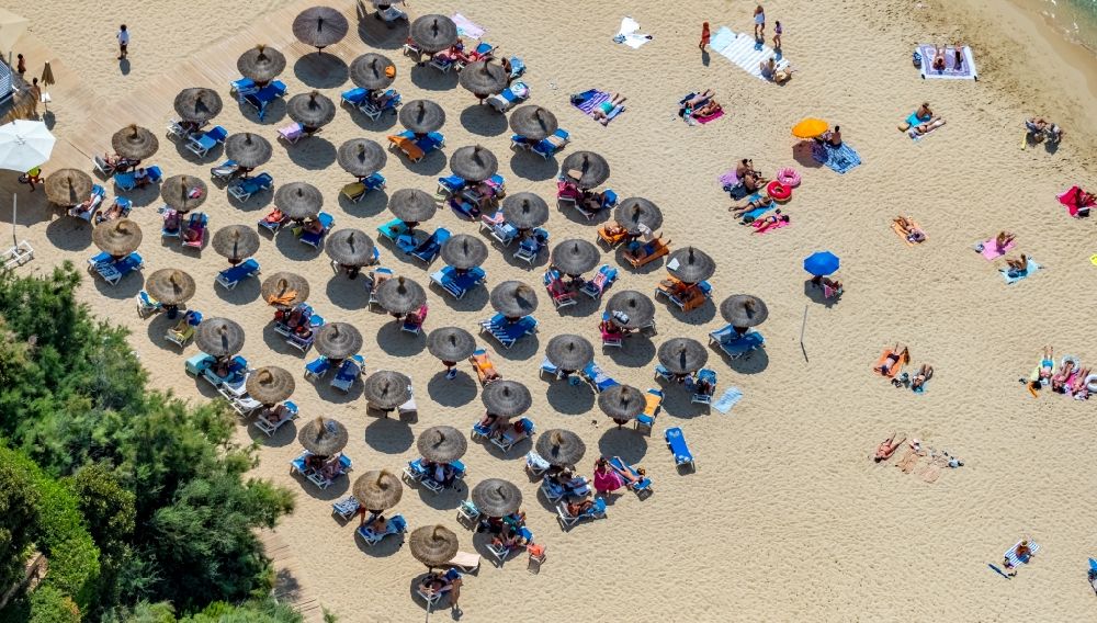 Aerial image Portals Nous - Parasol - rows on the sandy beach in the coastal area of Platja de s'Oratori on Passatge a la Mar in Portals Nous in Balearic island of Mallorca, Spain
