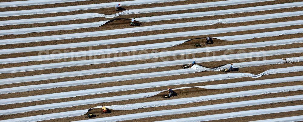 Aerial image Staffelde - Asparagus farmers in the asparagus harvest / cutting asparagus on the Spargefeld ren at Staffelde in Brandenburg
