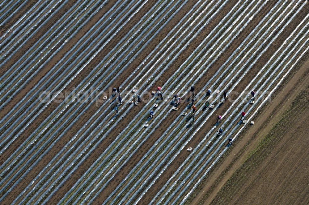 Aerial photograph Schmilau - Harvesters for cutting asparagus between the asparagus cultivation rows on field areas in Schmilau in the state Schleswig-Holstein, Germany
