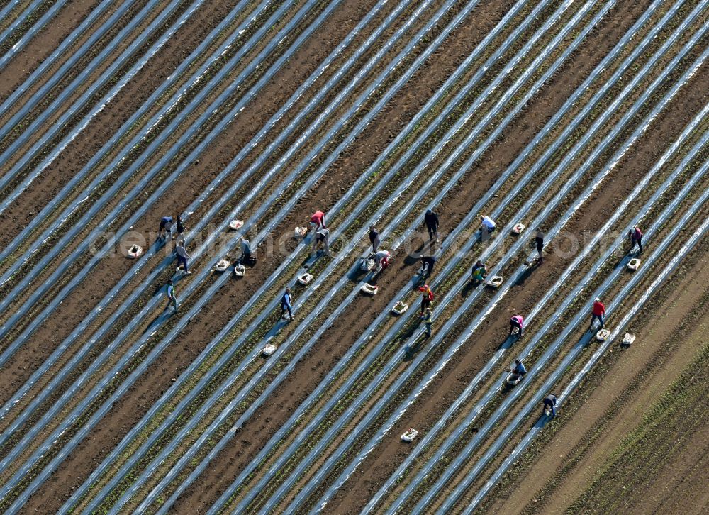 Schmilau from above - Harvesters for cutting asparagus between the asparagus cultivation rows on field areas in Schmilau in the state Schleswig-Holstein, Germany