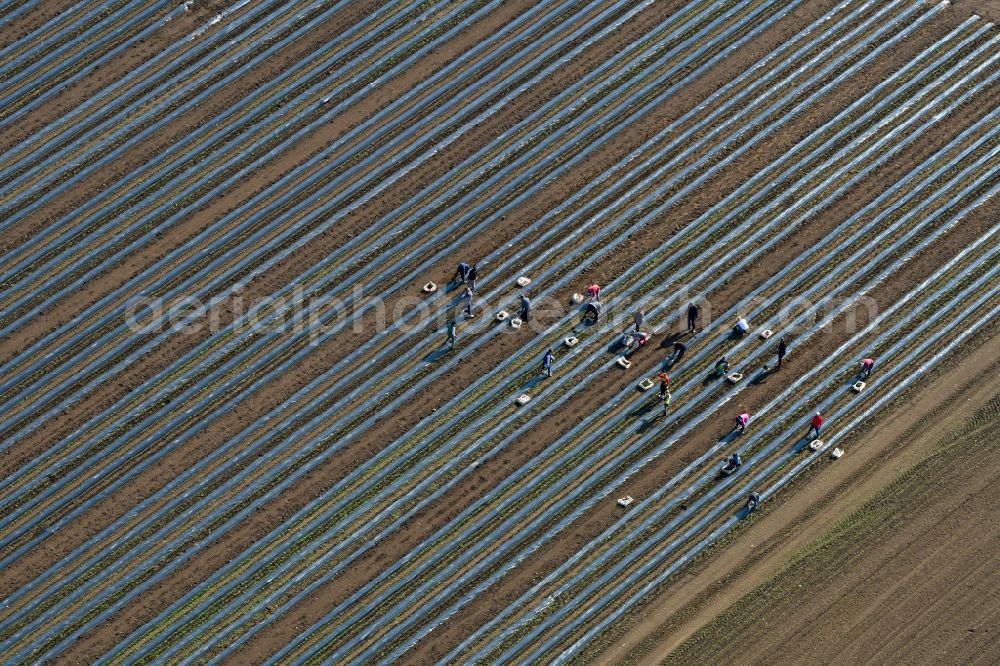 Schmilau from the bird's eye view: Harvesters for cutting asparagus between the asparagus cultivation rows on field areas in Schmilau in the state Schleswig-Holstein, Germany
