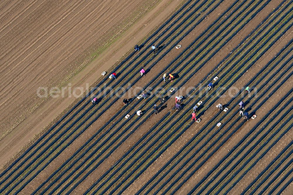 Aerial image Schmilau - Harvesters for cutting asparagus between the asparagus cultivation rows on field areas in Schmilau in the state Schleswig-Holstein, Germany