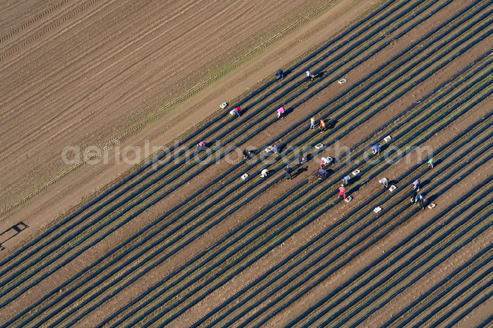 Aerial photograph Schmilau - Harvesters for cutting asparagus between the asparagus cultivation rows on field areas in Schmilau in the state Schleswig-Holstein, Germany