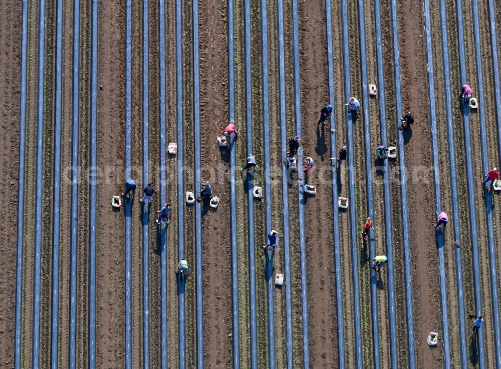 Schmilau from above - Harvesters for cutting asparagus between the asparagus cultivation rows on field areas in Schmilau in the state Schleswig-Holstein, Germany