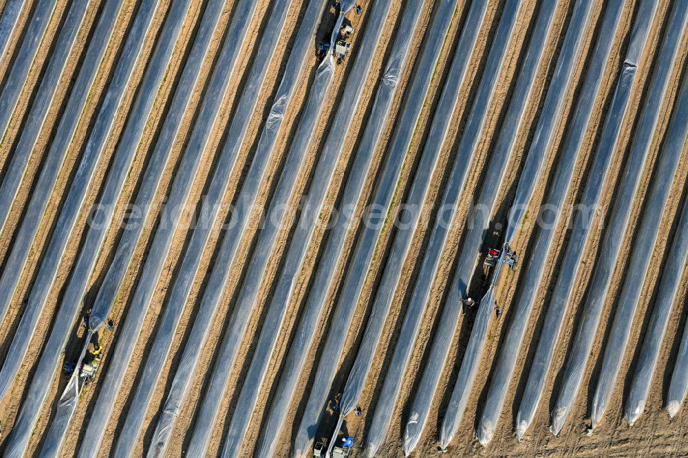 Brandenburg an der Havel from above - Rows with asparagus growing on field surfaces on street Brielower Landstrasse in the district Hohenstuecken in Brandenburg an der Havel in the state Brandenburg, Germany