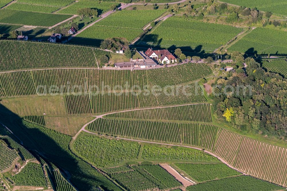 Aerial photograph Ihringen - Fields of wine cultivation landscape in Ihringen in the state Baden-Wuerttemberg, Germany