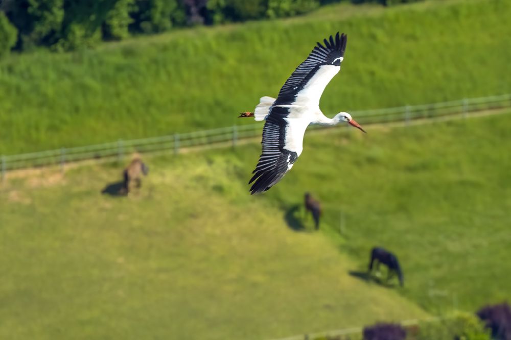 Aerial photograph Kirchhellen - Stork in flight in Kirchhellen in the Ruhr area in the state of North Rhine-Westphalia, Germany