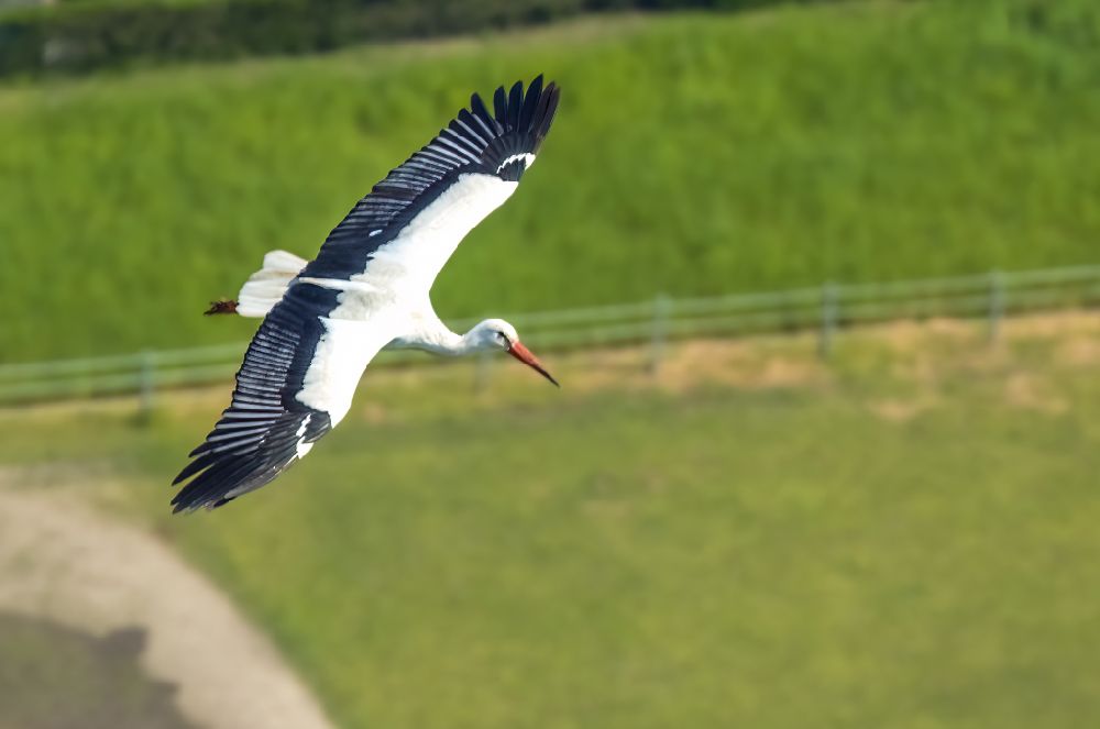 Kirchhellen from above - Stork in flight in Kirchhellen in the Ruhr area in the state of North Rhine-Westphalia, Germany