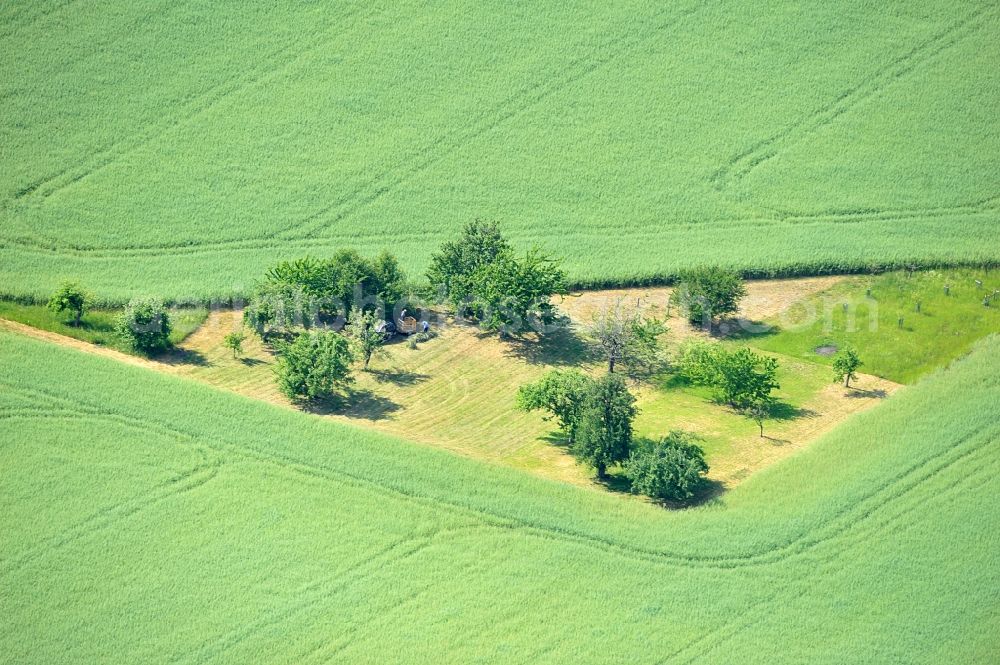Aerial image Großobringen - View of a fruit orchard at Großobringen in the state of Thuringia