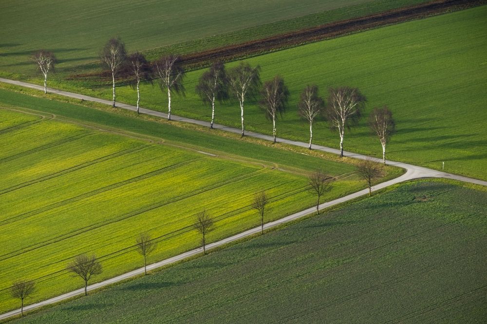 Aerial image Ahlen OT Dolberg - Structures of a field landscape with tree rows on the outskirts of Ahlen - Dolberg in the Ruhr area in North Rhine-Westphalia