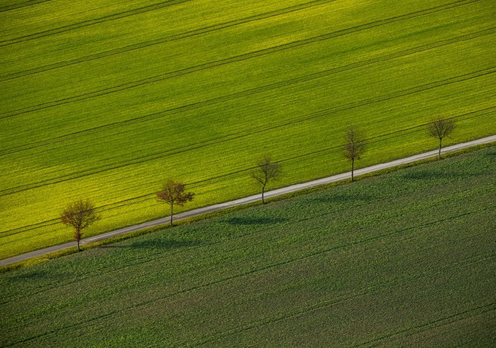 Ahlen OT Dolberg from above - Structures of a field landscape with tree rows on the outskirts of Ahlen - Dolberg in the Ruhr area in North Rhine-Westphalia