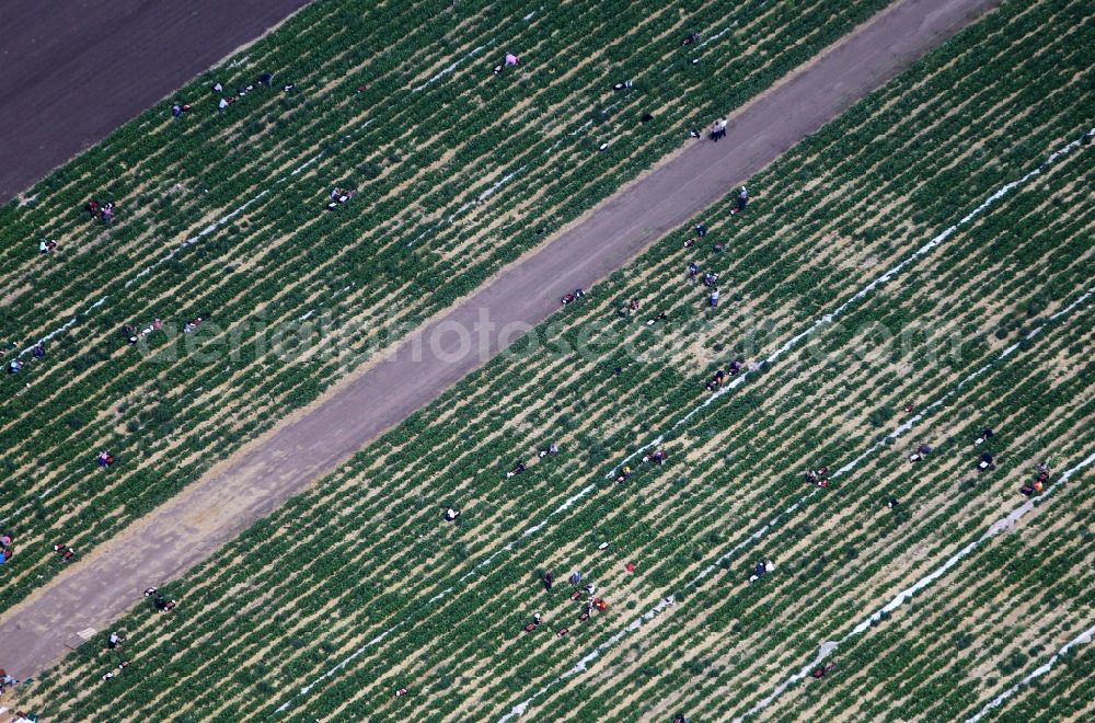 Gebesee from above - Structures on agricultural fields growing strawberries of Erdbeerhof in Gebesee in the state Thuringia, Germany