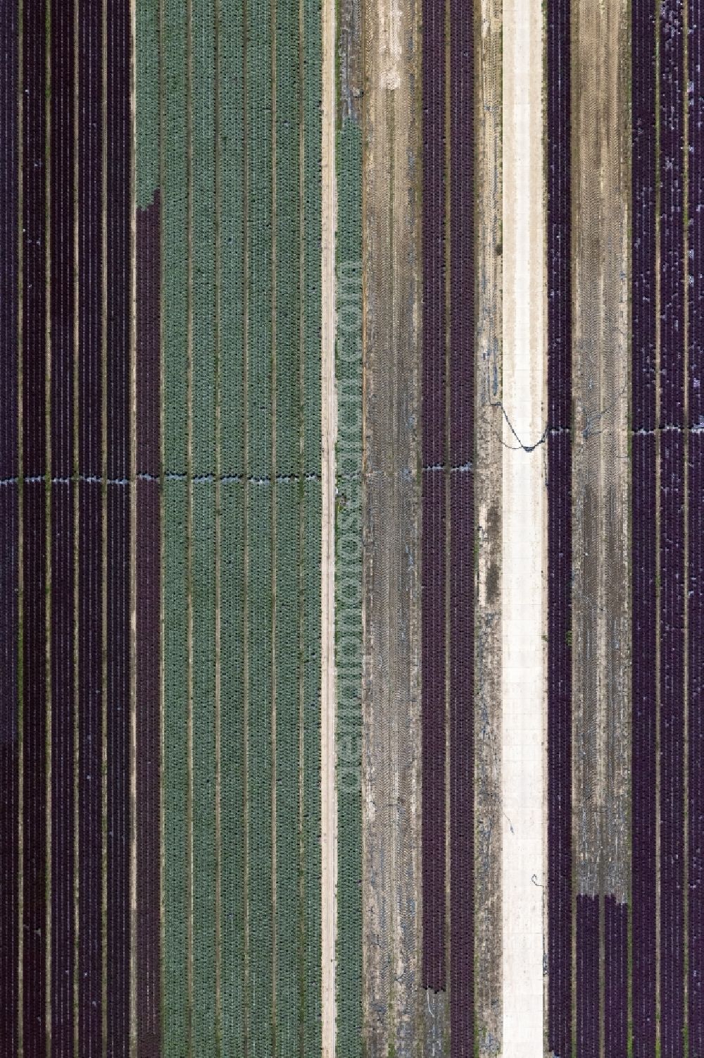 Aerial photograph Bürstadt - Structures on agricultural fields in Buerstadt in the state Hesse, Germany